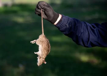 Rodent control services